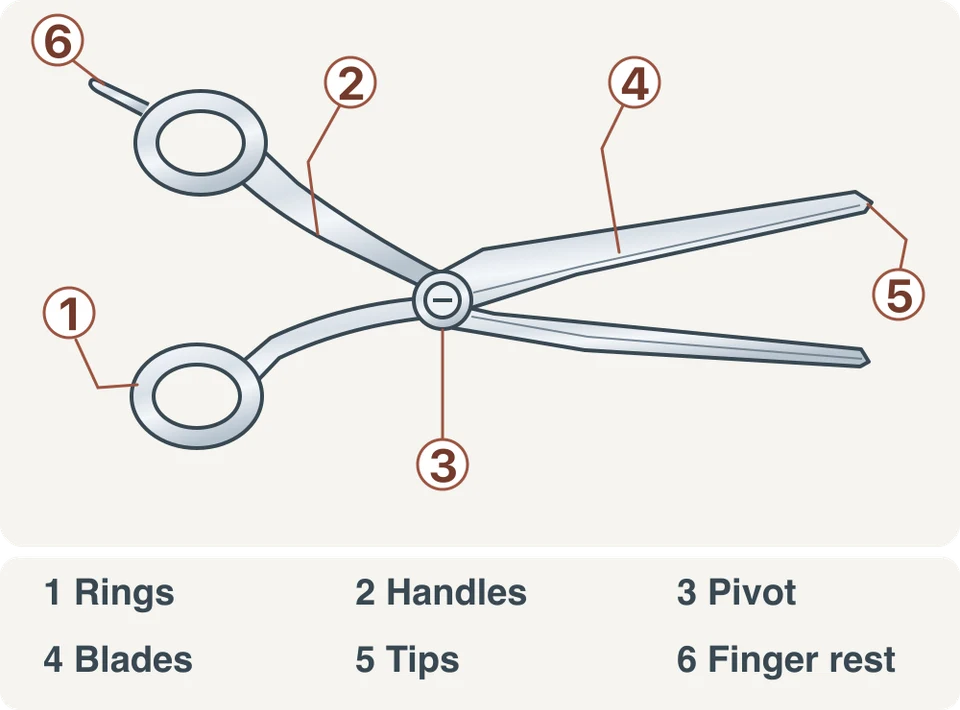 Labelled scissor diagram: 1 rings, 2 handles, 3 pivot, 4 blades, 5 tips, 6 finger rest.